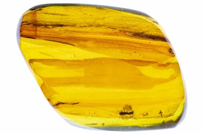 Polished Chiapas Amber ( g) - Mexico #104270
